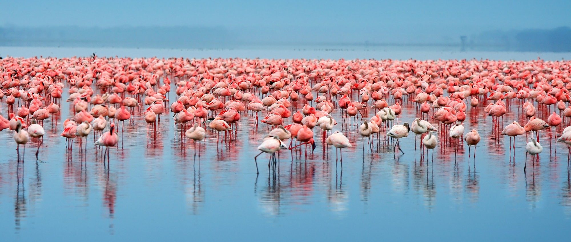Flock of flamingos. Africa. Kenya. Lake Nakuru