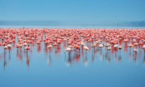 Flock of flamingos. Africa. Kenya. Lake Nakuru