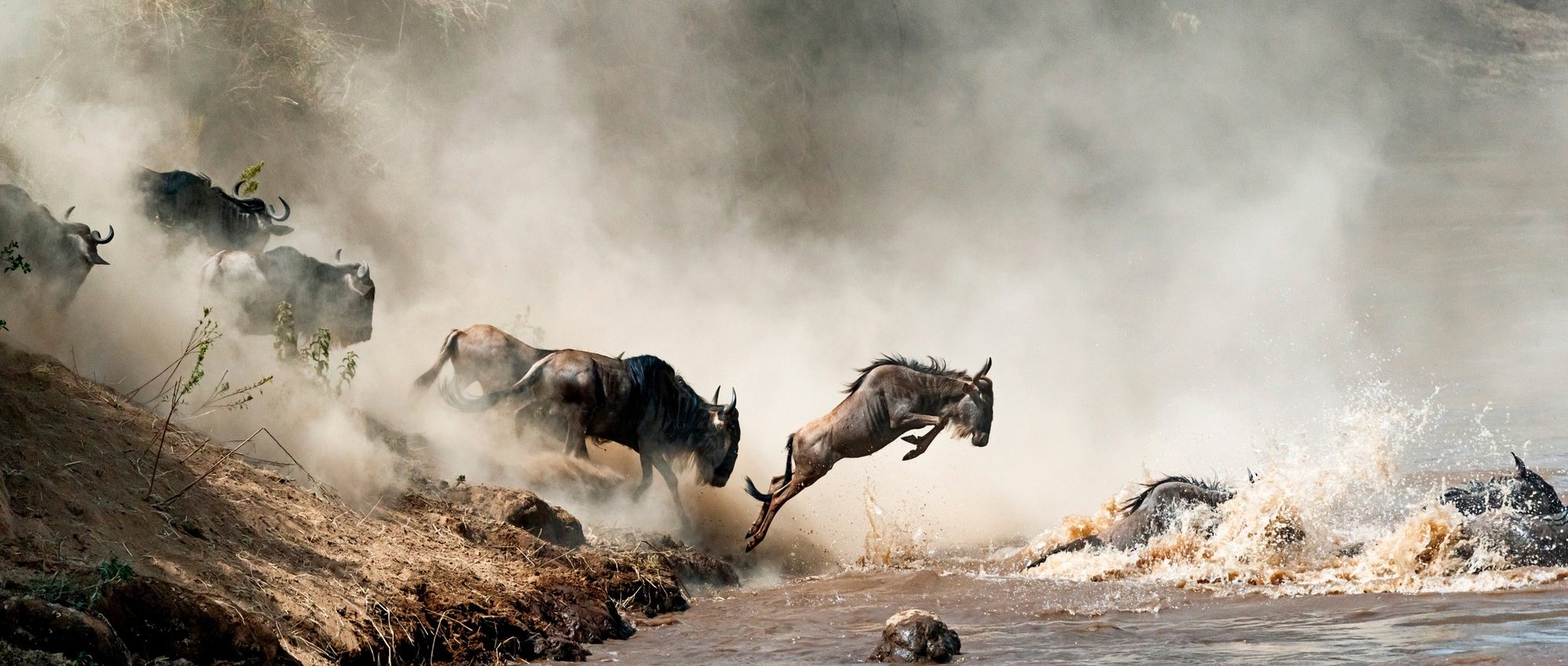Migrating wildebeest in mid-air leaping into the dangerous Mara River with dusty dramatic background