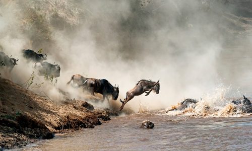 Migrating wildebeest in mid-air leaping into the dangerous Mara River with dusty dramatic background