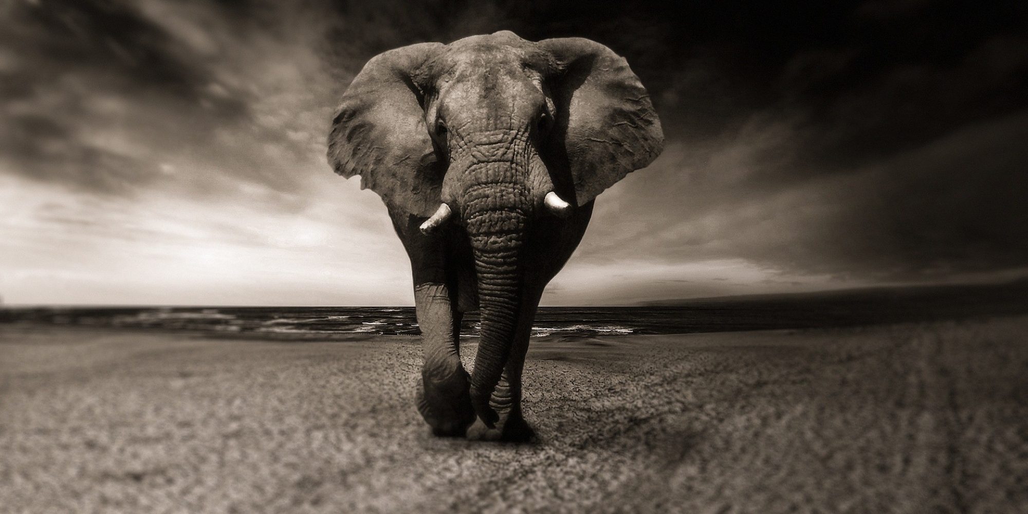 elephant-2870777_1920