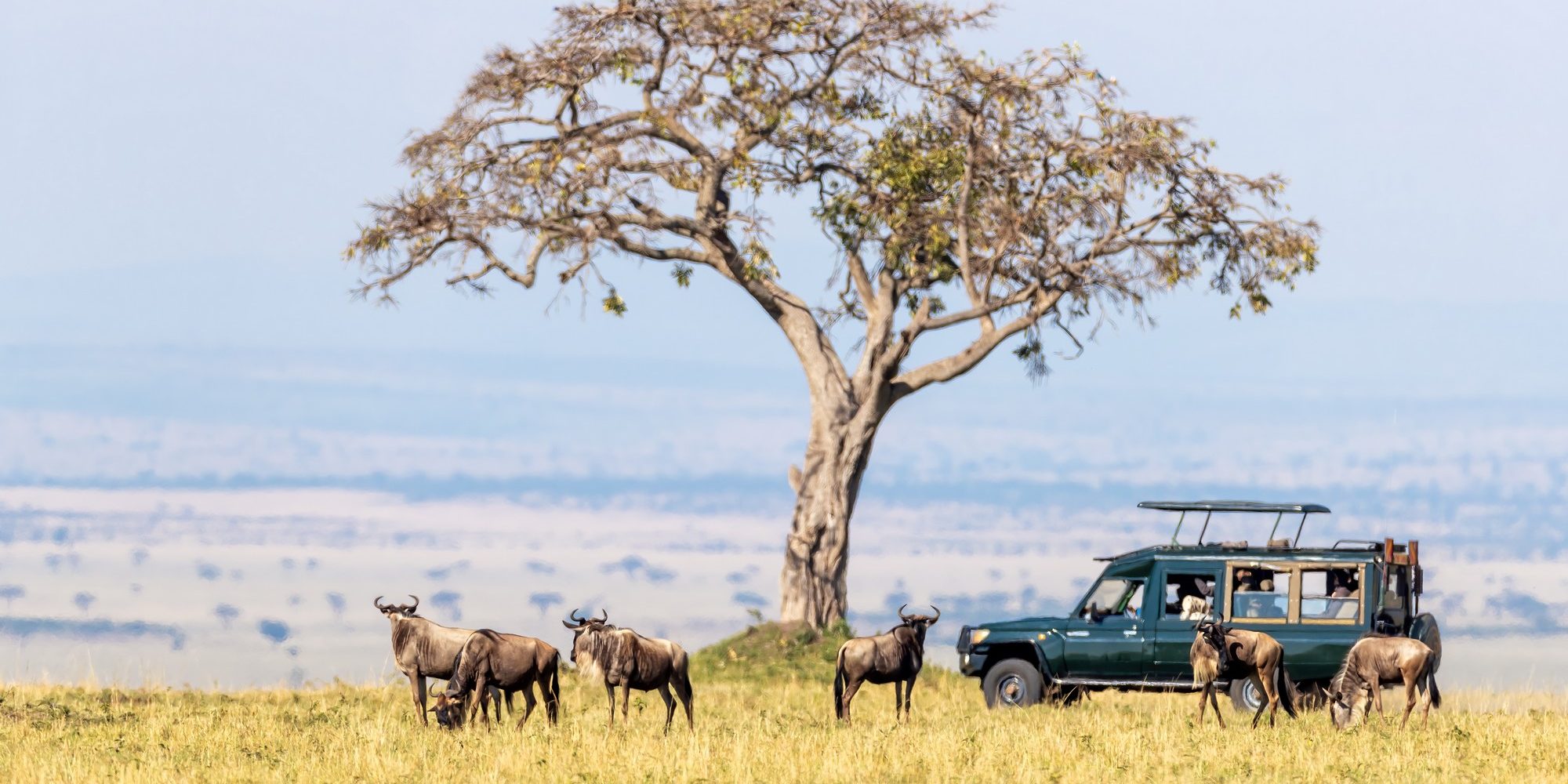 Unidentifiable tourists in a safari vehicle watch white-bearded wildebeest in the Masai Mara, Kenya, during the annual Great Migration. The animals and vehicle are in the shade of a large acacia tree.