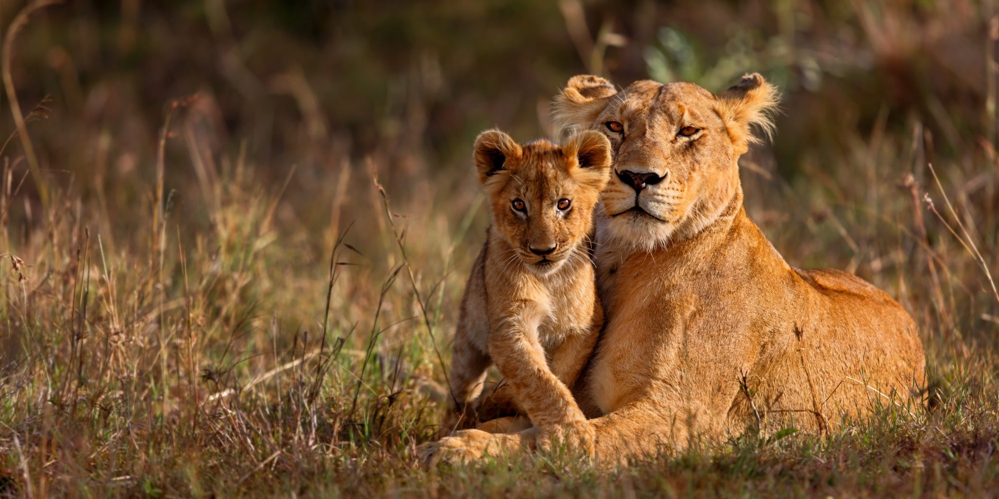 Lion mother of Notches Rongai Pride in Masai Mara, Kenya.
